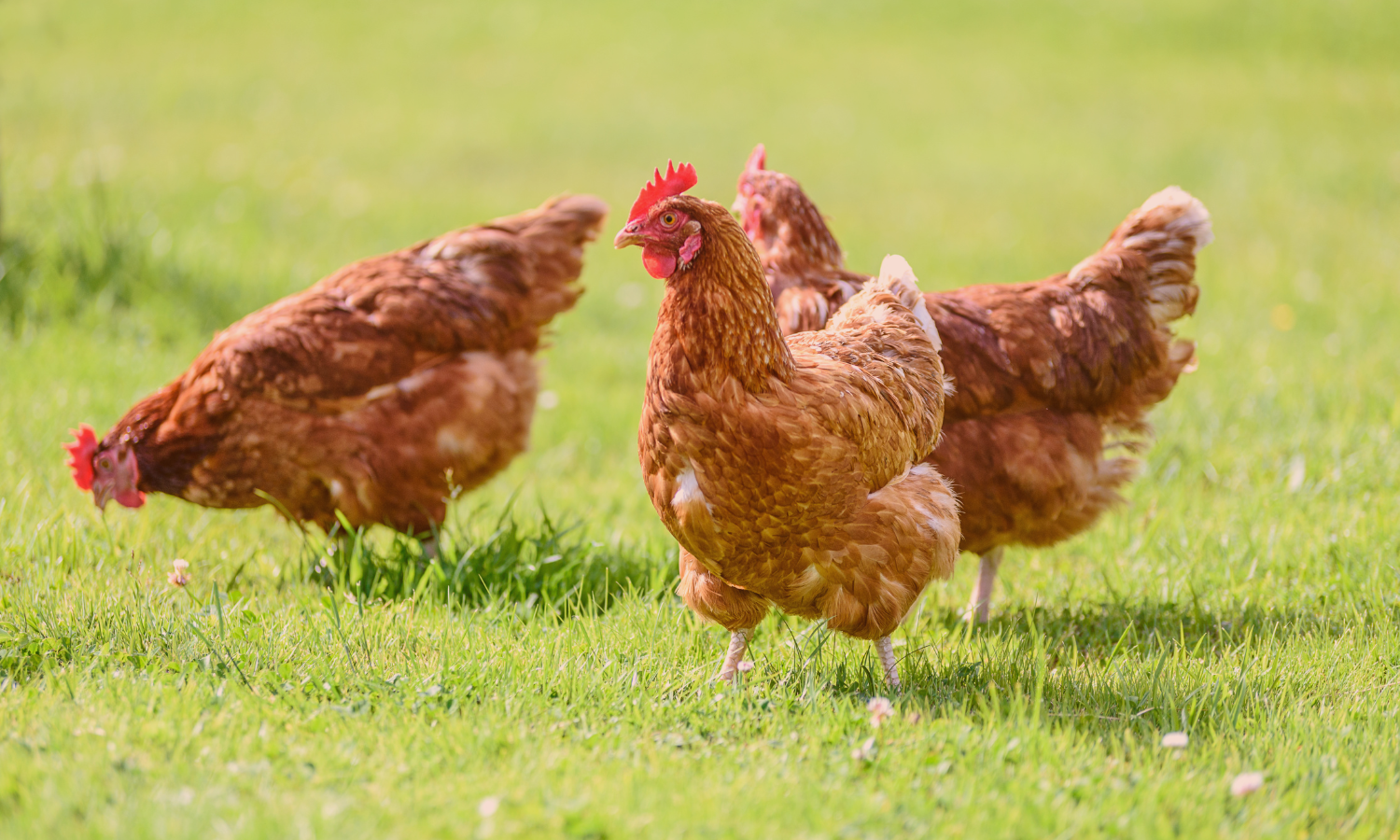 Chickens Canva 120825