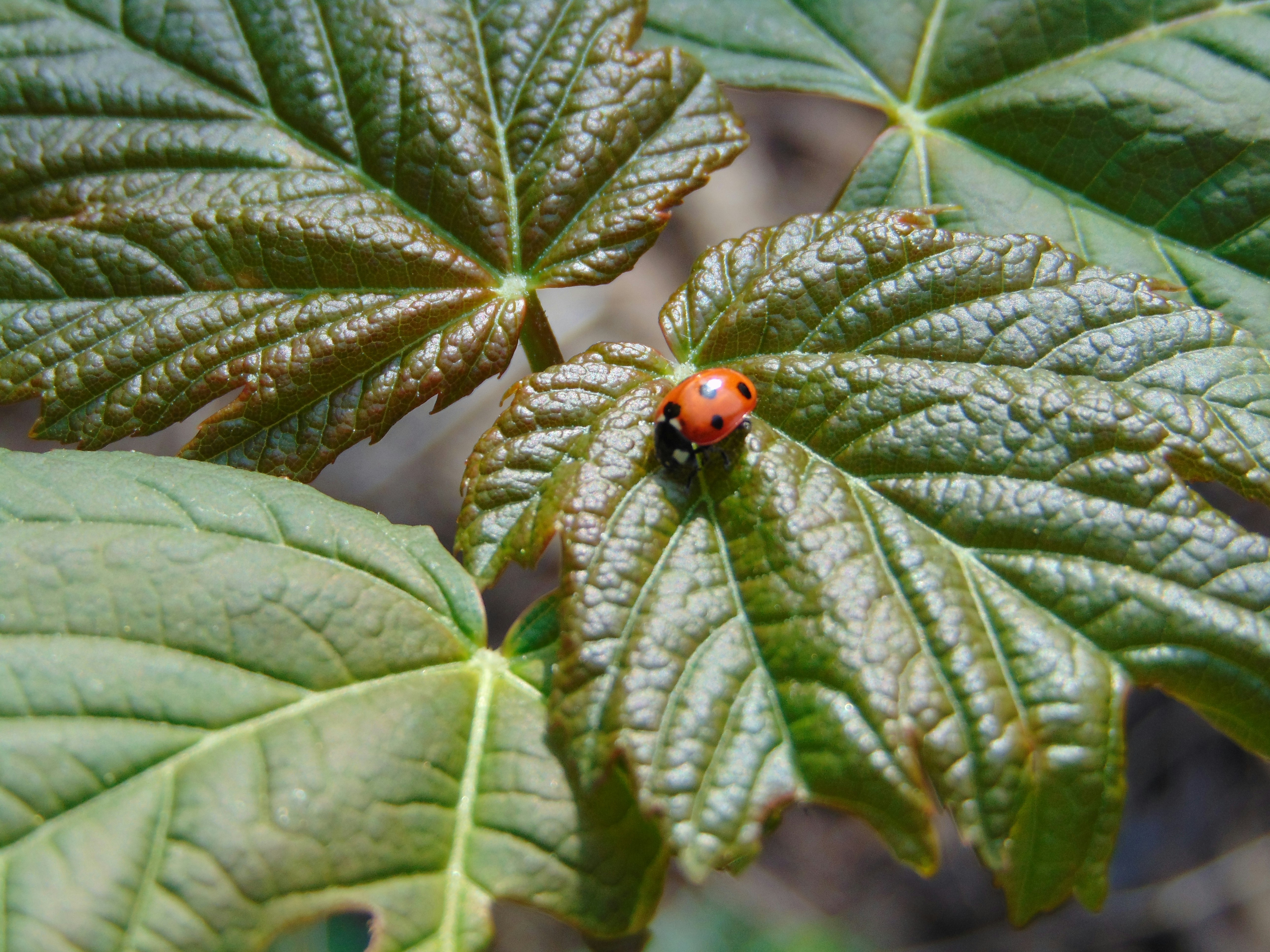 Ladybird on leaf unsplash 070725