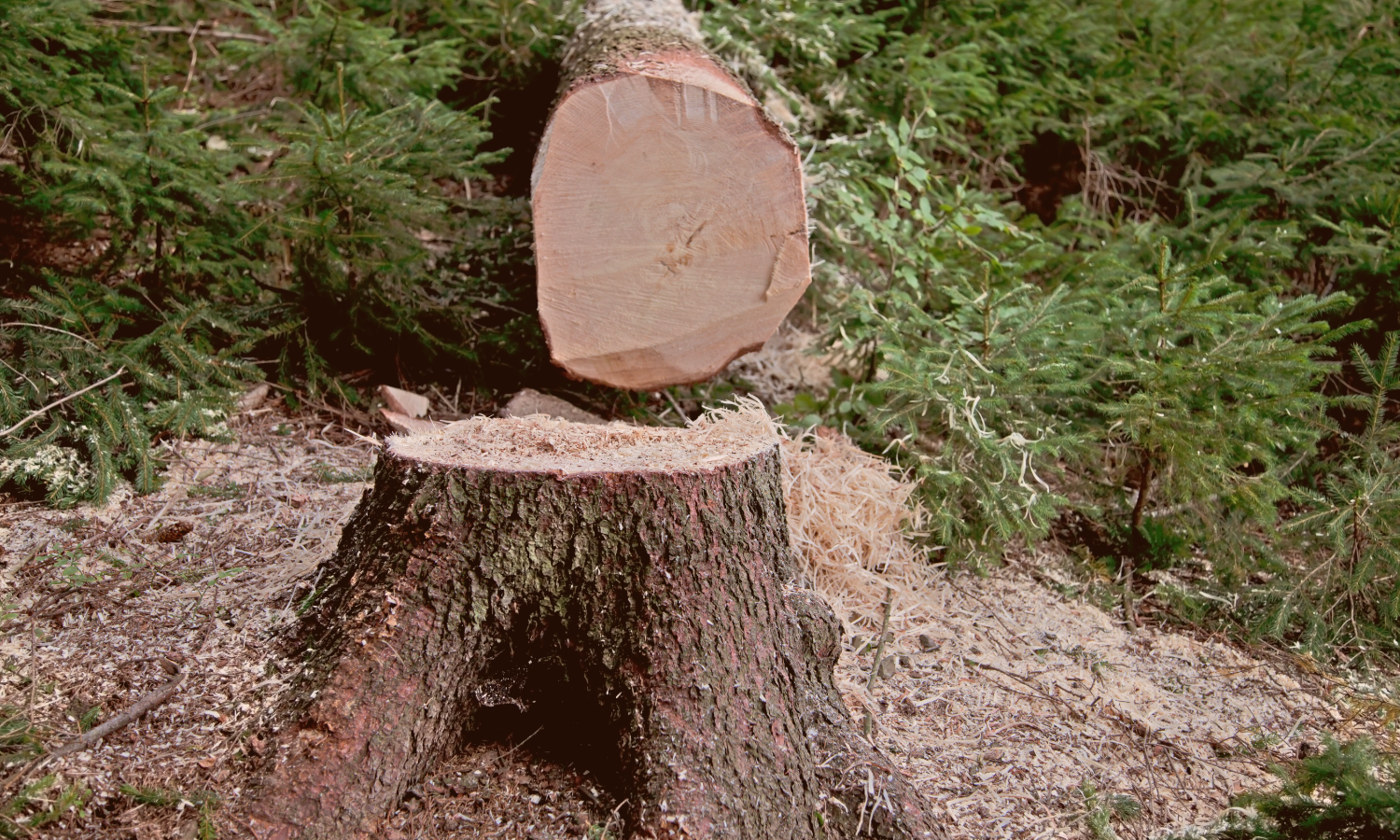 Felled Tree Canva 100725